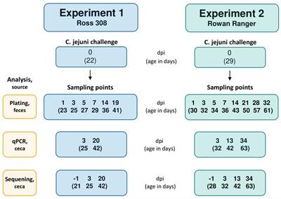 Intestinal colonization with Campylobacter jejuni affects broiler gut microbiota composition but is not inhibited by daily intake of Lactiplantibacillus plantarum